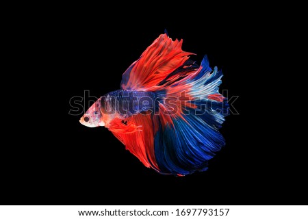 Beautiful colors"Halfmoon Betta" capture the moving moment beautiful of Blue and red Fighting fish siam betta fish in thailand on black background