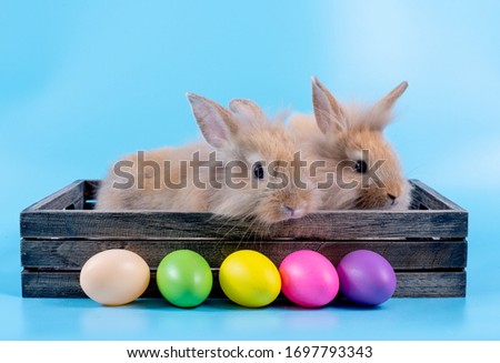 Two adorable little brown rabbit stay with different action inside the wooden box with colorful easter eggs and blue background.