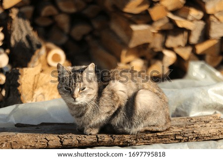 multi-colored domestic cat in the yard. funny domestic cat in the sun. cat near legs
