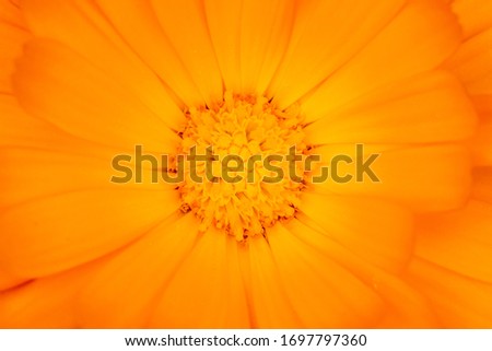Close-up on the interior of a flower with orange petals - English Marigold