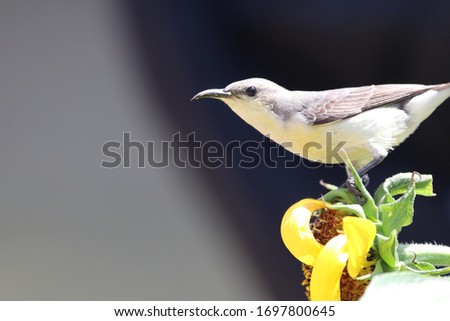 A Purple Sunbird Female Is Collecting Nectar From Sun Flower Selective Focus