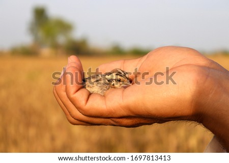 Grey Partridge Chick In Human Hand Cupped Picture