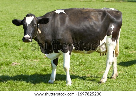 Dairy cows in the pasture Royalty-Free Stock Photo #1697825230