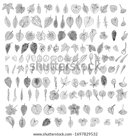 Leaf collection, foliage set. Domestic spring leaves, botanical illustration of hand drawing elements made of real live forest and home plants. Vector.