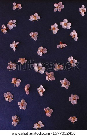 sakura flowers background abstraction line