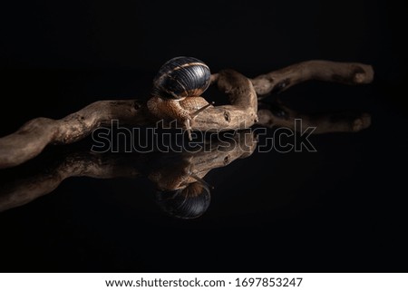 Wild snail on a black background with mirror reflection. Beautiful studio photo of a mollusk on the background of a curved branch.