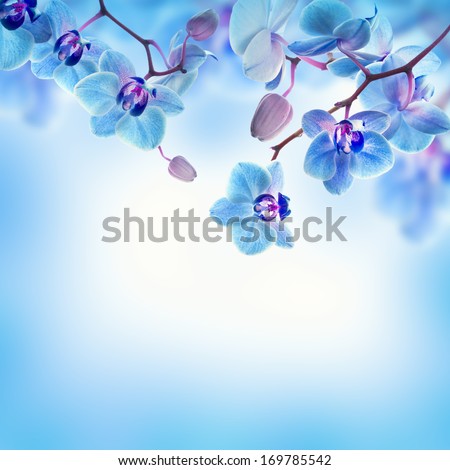 Floral background of tropical orchids Royalty-Free Stock Photo #169785542