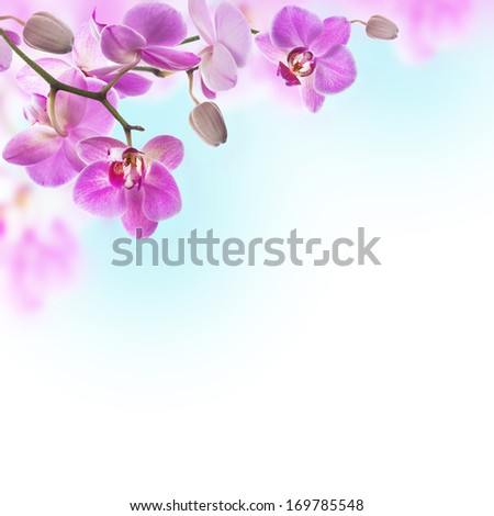 Floral background of tropical orchids