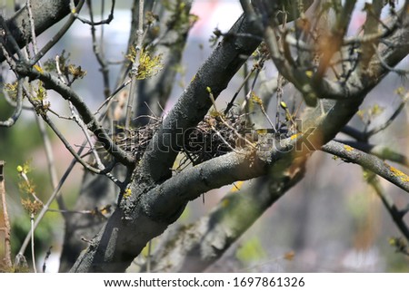 Nestt of common wooden pigeons in the wild on natural grren background
