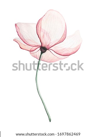 Pink Magnolia flower, on a white background transparent petals delicate watercolour technique Royalty-Free Stock Photo #1697862469