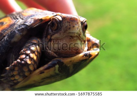 A young orange and brown box turtle held in the air in the sunlight with a green background. 