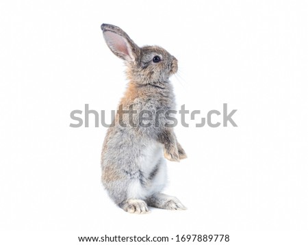 Gray cute rabbit standing on white background. Lovely action of young rabbit.