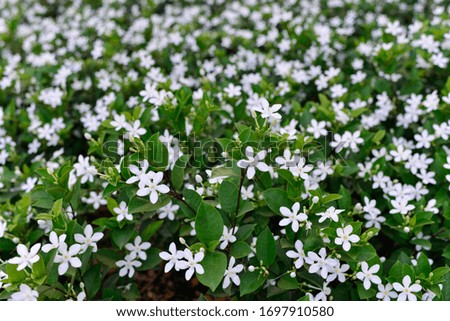 Abstract spring seasonal background with a beautiful white flowers, natural floral image with copy space