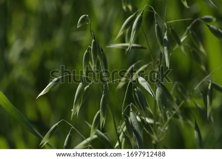 Oat growing on a field. Close up. Avena sativa. Royalty-Free Stock Photo #1697912488