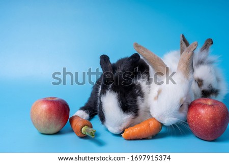 3 fluffy little baby rabbits are eating apple and carrot. Take a photo by using a blue background.