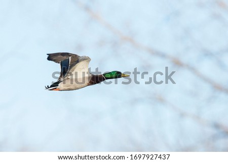 flying  Mallard in early spring