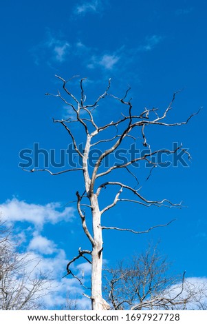Bright tree skeleton by a blue sky with white clouds