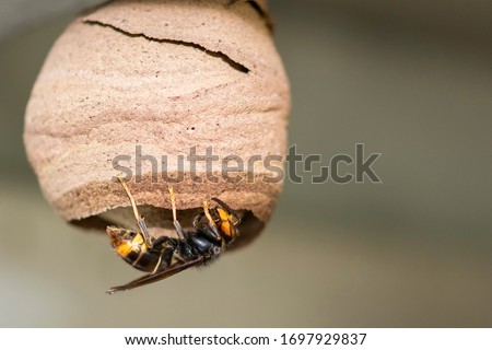 Close up Asian hornet working in nest Royalty-Free Stock Photo #1697929837