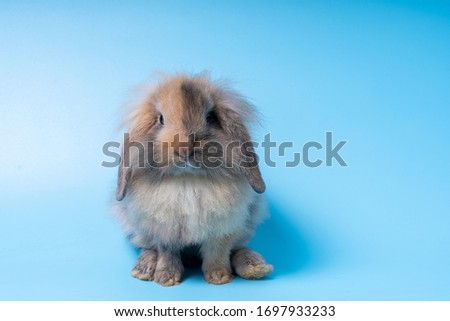 Take a picture of the cute brown baby rabbit by blue background.