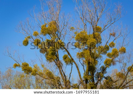 Mistletoe on trees at a local recreation area at the lake constance in Vorarlberg, Austria