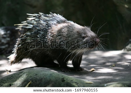 Porcupine Hystricidae (Hystrix cristata) African or wild africa Porcupine animal with brown white quills closeup. Porcupine large rodent with coat of sharp spines or quills for predators protect