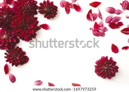 Red dahlia flowers with scattered petals, crimson floral border with blossom frame on white background Royalty-Free Stock Photo #1697973259