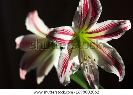 Blooming white-pink amaryllis. Delicate and beautiful indoor flower, macro. The stamen and pestle of a house flower are closely photographed