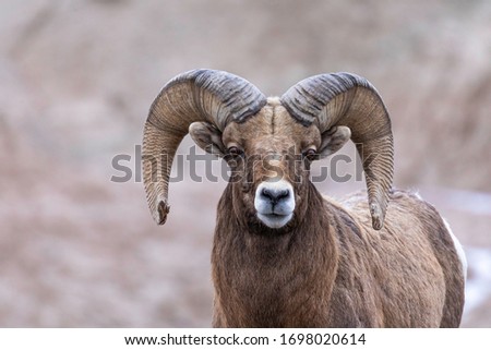 Big horn sheep grazing in Badlands National Park, South Dakota - 1 Royalty-Free Stock Photo #1698020614