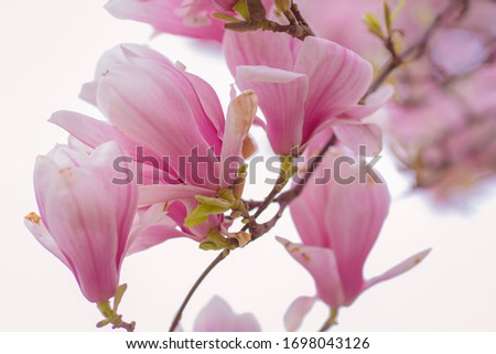 pink magnolia branch on white space background