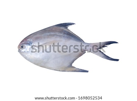 Sea Fish Isolated On White Background