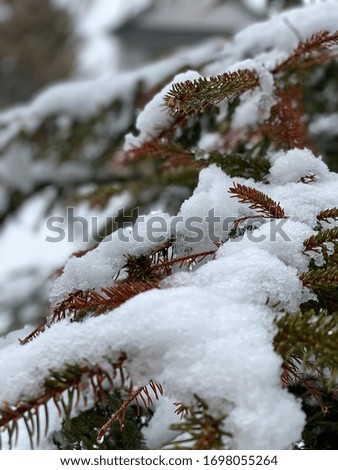 Fresh Snow on fir tree