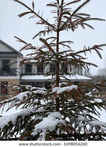 Fir tree with snow on it
