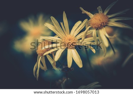 flower background; Close up; vintage style

