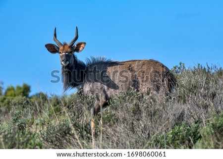 Kudu photographed in South Africa. Picture made in 2019.