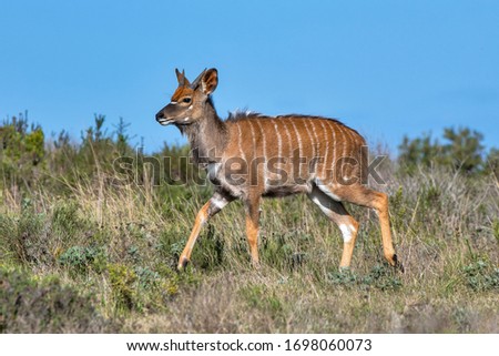 Kudu photographed in South Africa. Picture made in 2019.