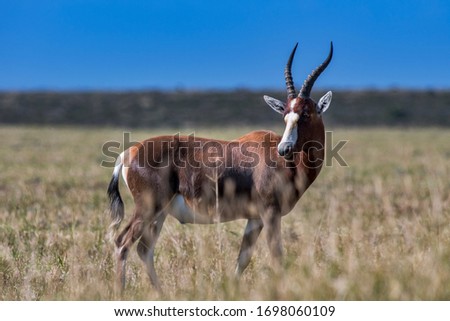 Bontebok photographed in South Africa. Picture made in 2019.