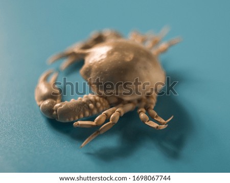 seashell on a blue background