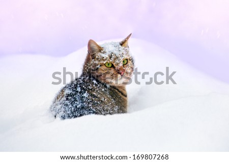 Cat cowered with snow, sitting in snowdrift