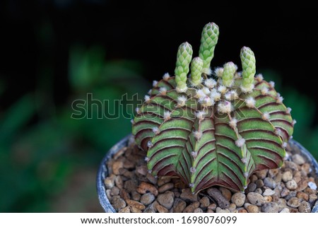 cactus in pot for decorate garden. vintage style picture copy space for add text message. Gymnocalycium mihanovichii 