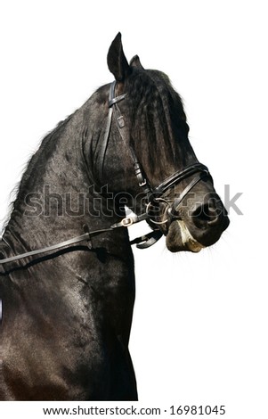 black stallion isolated Royalty-Free Stock Photo #16981045