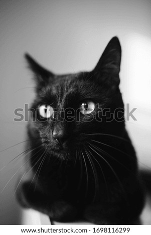 black cat portrait close up