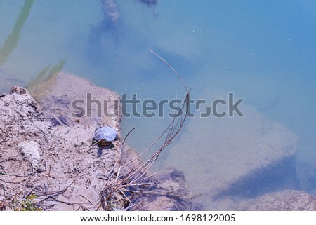                                A turtle on the coast of a river. Copy space.