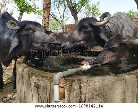 This is the picture of buffalo's and their calf drinking water in small well in village .