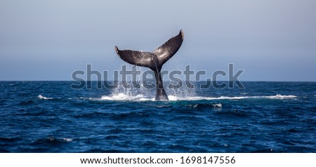 Humpback Whale - Megaptera novaeangliae Royalty-Free Stock Photo #1698147556
