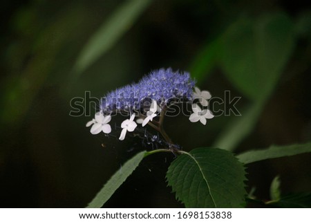 This flower is named a hydrangea. I took a picture of this in Hanshin Valley. 