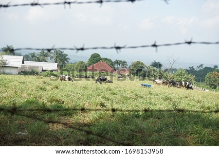 cattle farms in the middle of a lush forest
