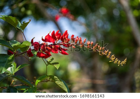Summer colorful tree with red tropical flowers in garden of Vietnam, close up