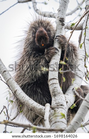 Spring porcupine peering down from a tree.