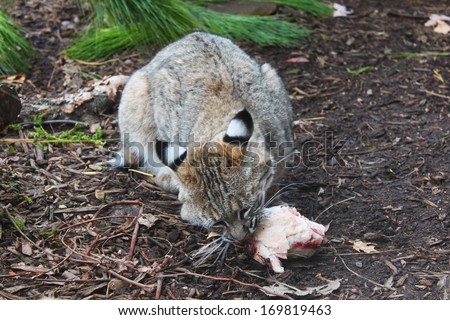Bob cat eats a chunk of meat