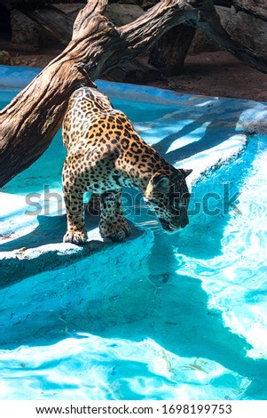 African leopard is the nominative, most widespread subspecies of leopard. 
Leopard is preparing to jump into the water for a treat